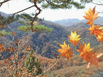 靈山實木家具直播基地，探尋實木家具的韻味與魅力